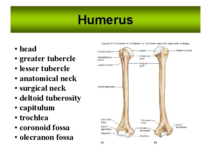 Humerus • head • greater tubercle • lesser tubercle • anatomical neck • surgical