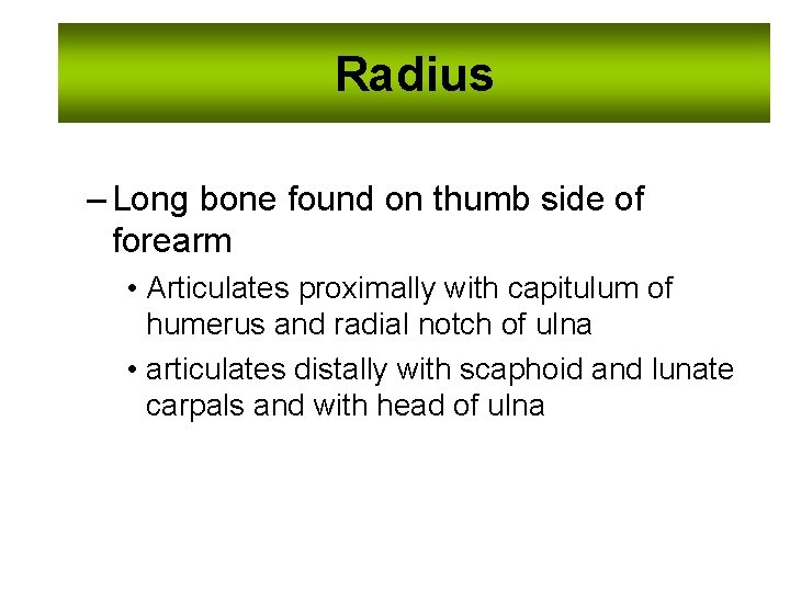 Radius – Long bone found on thumb side of forearm • Articulates proximally with