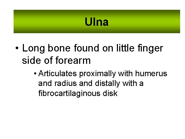 Ulna • Long bone found on little finger side of forearm • Articulates proximally