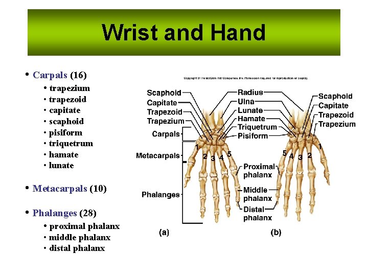 Wrist and Hand • Carpals (16) • trapezium • trapezoid • capitate • scaphoid