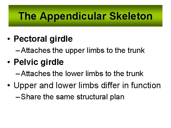 The Appendicular Skeleton • Pectoral girdle – Attaches the upper limbs to the trunk