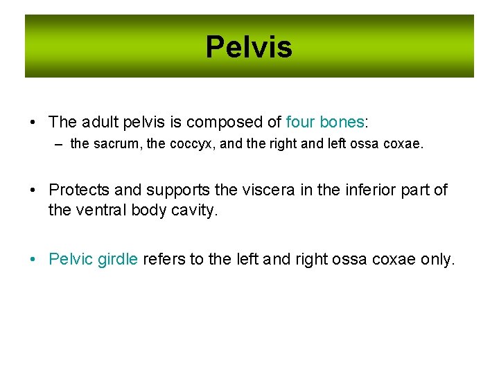 Pelvis • The adult pelvis is composed of four bones: – the sacrum, the