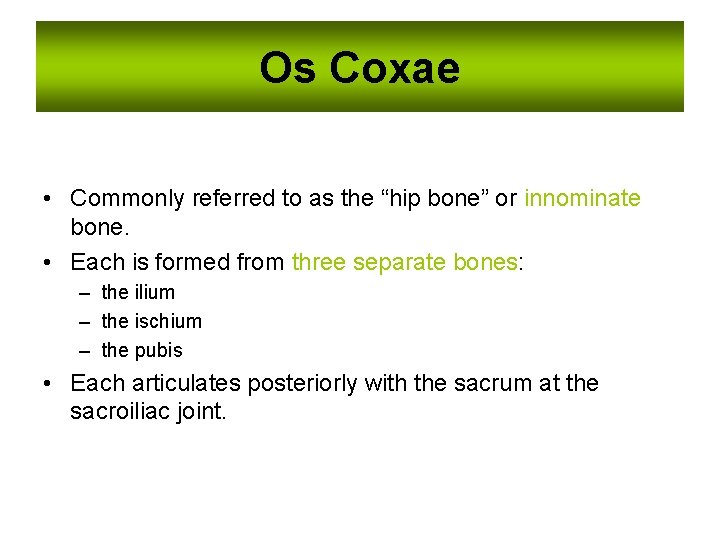 Os Coxae • Commonly referred to as the “hip bone” or innominate bone. •