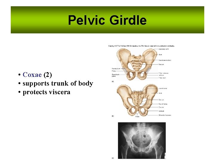 Pelvic Girdle • Coxae (2) • supports trunk of body • protects viscera 