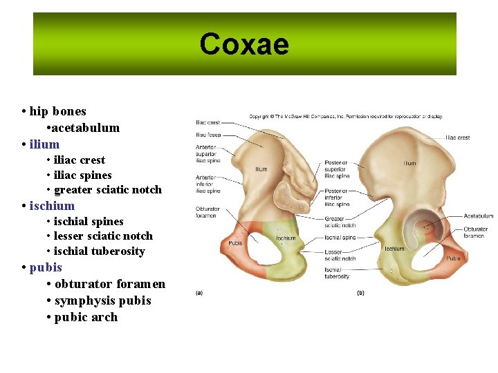 Coxae • hip bones • acetabulum • iliac crest • iliac spines • greater