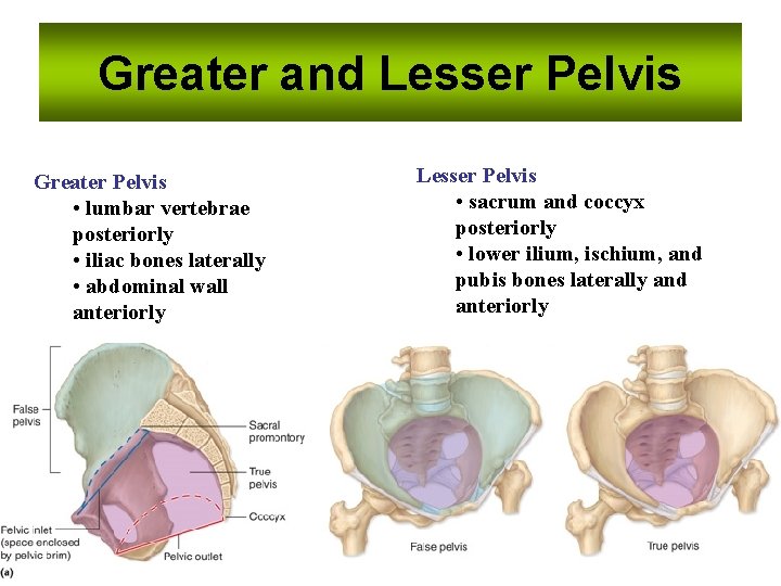 Greater and Lesser Pelvis Greater Pelvis • lumbar vertebrae posteriorly • iliac bones laterally
