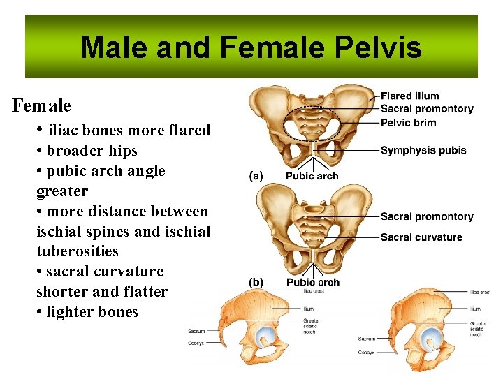 Male and Female Pelvis Female • iliac bones more flared • broader hips •