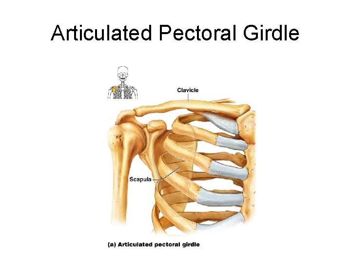 Articulated Pectoral Girdle 