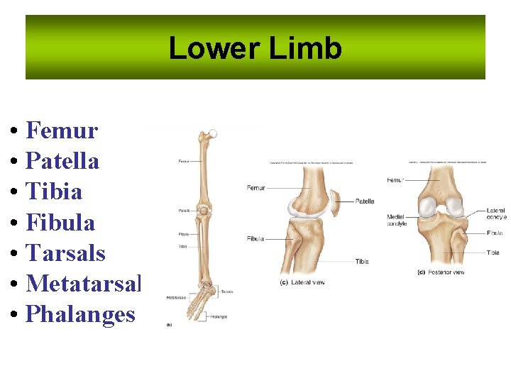 Lower Limb • Femur • Patella • Tibia • Fibula • Tarsals • Metatarsals