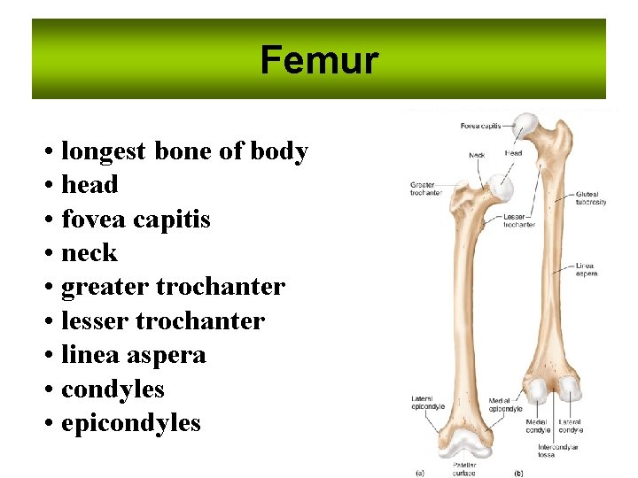 Femur • longest bone of body • head • fovea capitis • neck •