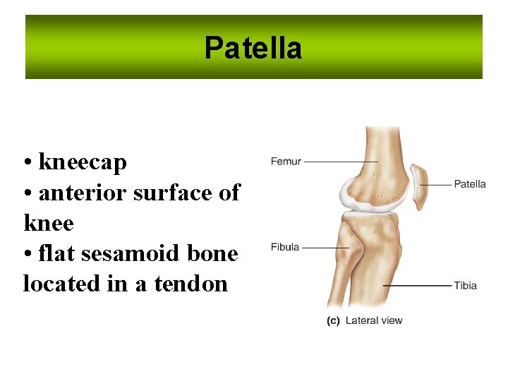 Patella • kneecap • anterior surface of knee • flat sesamoid bone located in