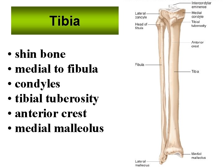 Tibia • shin bone • medial to fibula • condyles • tibial tuberosity •