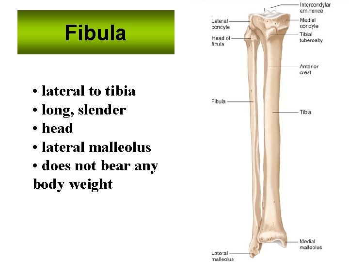 Fibula • lateral to tibia • long, slender • head • lateral malleolus •