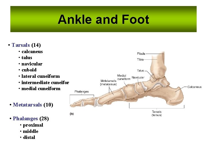 Ankle and Foot • Tarsals (14) • calcaneus • talus • navicular • cuboid