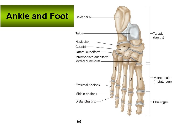 Ankle and Foot 