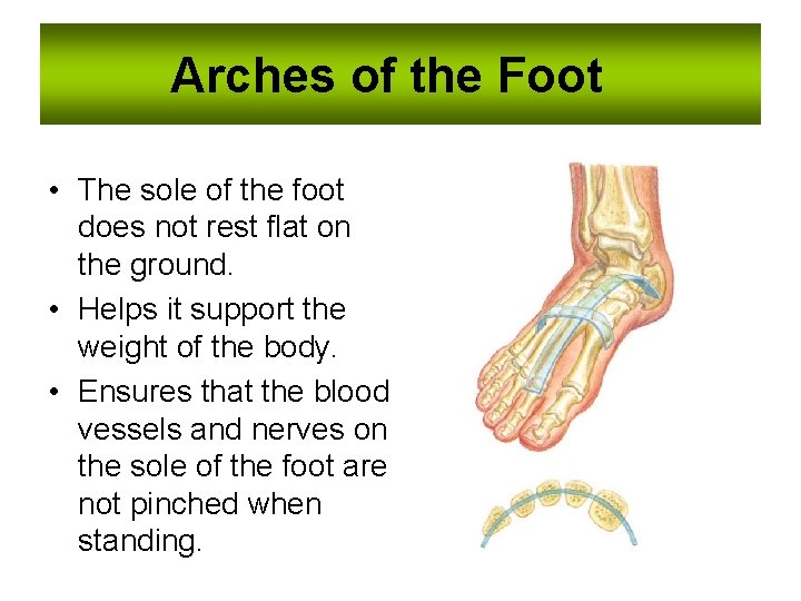 Arches of the Foot • The sole of the foot does not rest flat