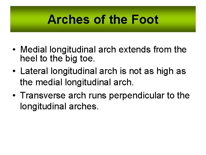 Arches of the Foot • Medial longitudinal arch extends from the heel to the