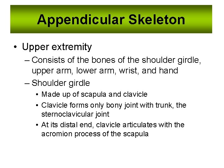 Appendicular Skeleton • Upper extremity – Consists of the bones of the shoulder girdle,