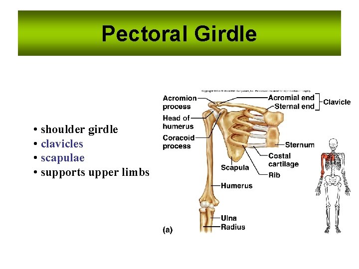 Pectoral Girdle • shoulder girdle • clavicles • scapulae • supports upper limbs 