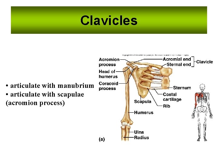 Clavicles • articulate with manubrium • articulate with scapulae (acromion process) 