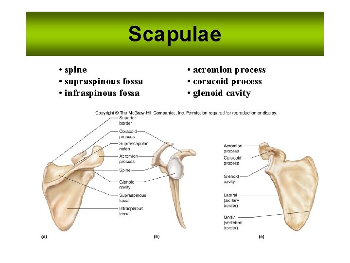 Scapulae • spine • supraspinous fossa • infraspinous fossa • acromion process • coracoid