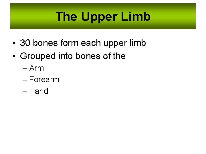 The Upper Limb • 30 bones form each upper limb • Grouped into bones