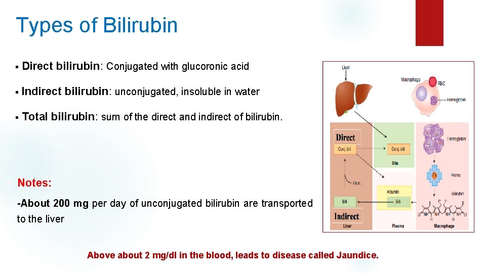Types of Bilirubin § Direct bilirubin: Conjugated with glucoronic acid § Indirect bilirubin: unconjugated,