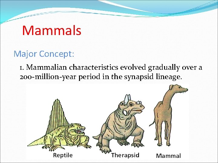 Mammals Major Concept: 1. Mammalian characteristics evolved gradually over a 200 -million-year period in Mammals Major Concept: 1. Mammalian characteristics evolved gradually over a 200 -million-year period in