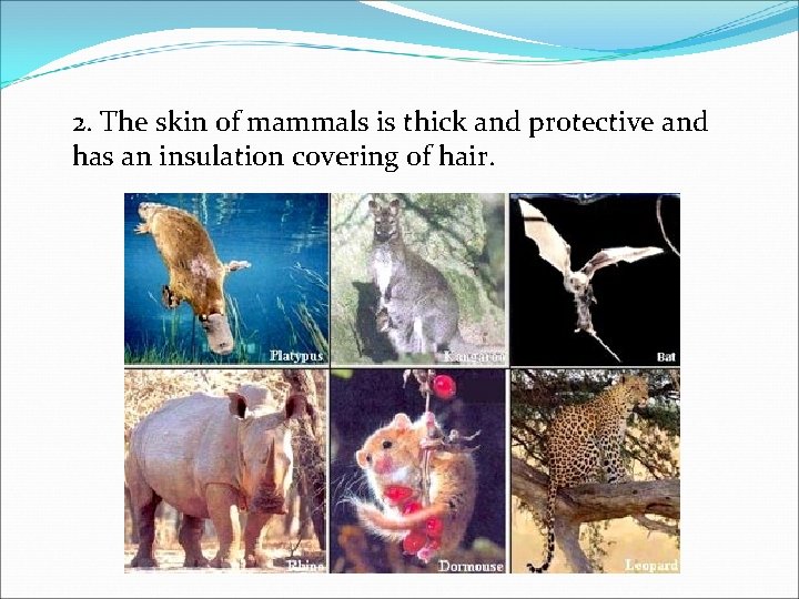 2. The skin of mammals is thick and protective and has an insulation covering 2. The skin of mammals is thick and protective and has an insulation covering