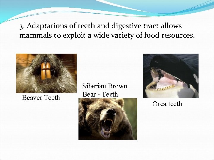 3. Adaptations of teeth and digestive tract allows mammals to exploit a wide variety 3. Adaptations of teeth and digestive tract allows mammals to exploit a wide variety