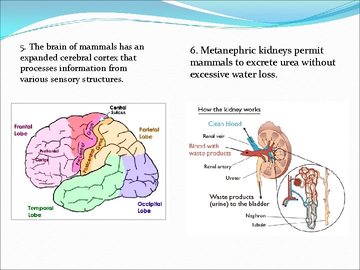 5. The brain of mammals has an expanded cerebral cortex that processes information from 5. The brain of mammals has an expanded cerebral cortex that processes information from