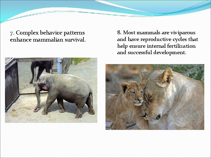7. Complex behavior patterns enhance mammalian survival. 8. Most mammals are viviparous and have 7. Complex behavior patterns enhance mammalian survival. 8. Most mammals are viviparous and have