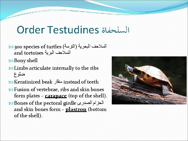 Order Testudines ﺍﻟﺴﻠﺤﻔﺎﺓ 300 species of turtles ( ﺍﻟﺴﻼﺣﻒ ﺍﻟﺒﺤﺮﻳﺔ )ﺍﻟﺘﺮﺳﺔ and tortoises ﺍﻟﺴﻼﺣﻒ Order Testudines ﺍﻟﺴﻠﺤﻔﺎﺓ 300 species of turtles ( ﺍﻟﺴﻼﺣﻒ ﺍﻟﺒﺤﺮﻳﺔ )ﺍﻟﺘﺮﺳﺔ and tortoises ﺍﻟﺴﻼﺣﻒ