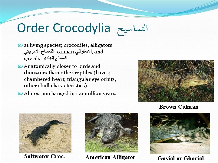 Order Crocodylia ﺍﻟﺘﻤﺎﺳﻴﺢ 21 living species; crocodiles, alligators ﺍﻟﺘﻤﺴﺎﺡ ﺍﻻﻣﺮﻳﻜﻲ , caiman ﺍﻻﺳﺘﻮﺍﺋﻲ , Order Crocodylia ﺍﻟﺘﻤﺎﺳﻴﺢ 21 living species; crocodiles, alligators ﺍﻟﺘﻤﺴﺎﺡ ﺍﻻﻣﺮﻳﻜﻲ , caiman ﺍﻻﺳﺘﻮﺍﺋﻲ ,