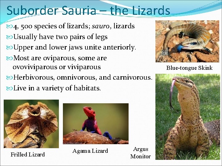 Suborder Sauria – the Lizards 4, 500 species of lizards; sauro, lizards Usually have Suborder Sauria – the Lizards 4, 500 species of lizards; sauro, lizards Usually have