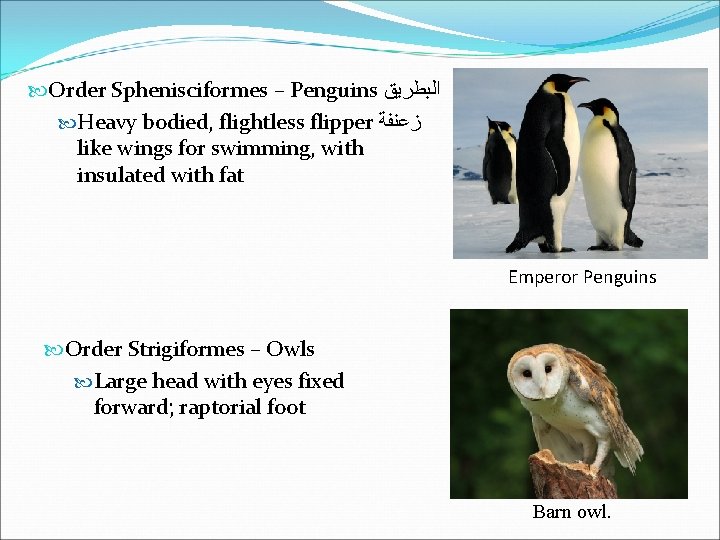 Order Sphenisciformes – Penguins ﺍﻟﺒﻄﺮﻳﻖ Heavy bodied, flightless flipper ﺯﻋﻨﻔﺔ like wings for Order Sphenisciformes – Penguins ﺍﻟﺒﻄﺮﻳﻖ Heavy bodied, flightless flipper ﺯﻋﻨﻔﺔ like wings for