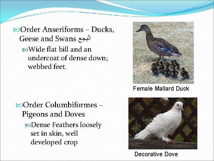 Order Anseriforms – Ducks, Geese and Swans ﺍﻟﺒﺠﻊ Wide flat bill and an Order Anseriforms – Ducks, Geese and Swans ﺍﻟﺒﺠﻊ Wide flat bill and an