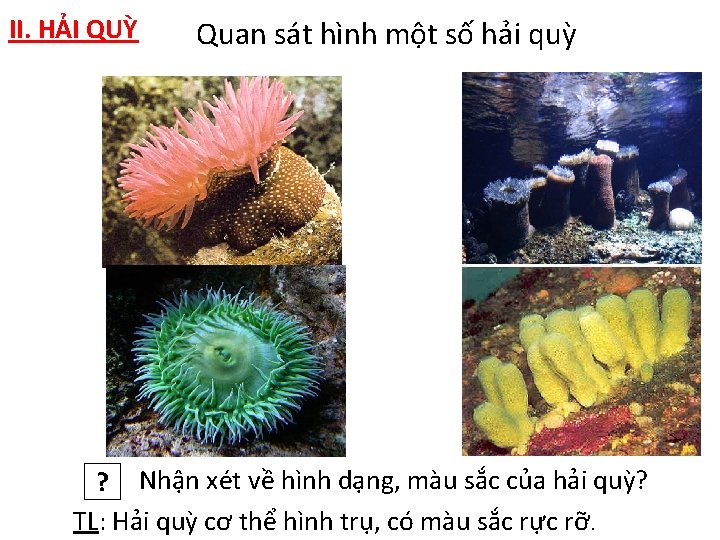 II. HẢI QUỲ Quan sát hình một số hải quỳ ? Nhận xét về