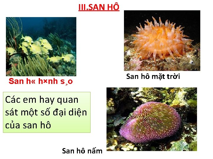 III. SAN HÔ San h « h×nh s¸o Các em hay quan sát một