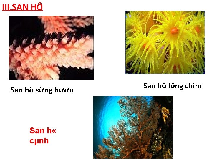 III. SAN HÔ San hô sừng hươu San h « cµnh San hô lông