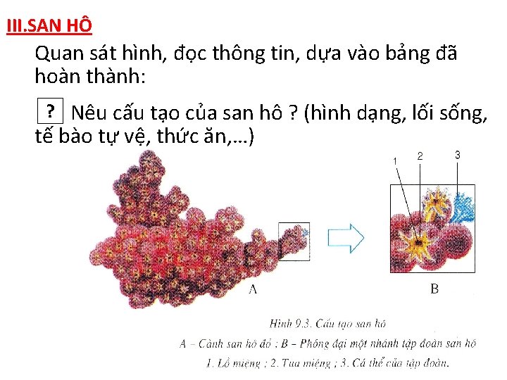 III. SAN HÔ Quan sát hình, đọc thông tin, dựa vào bảng đã hoàn