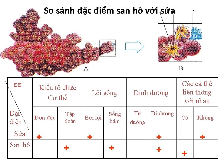 So sánh đặc điểm san hô với sứa ĐĐ Đại diện Sứa San hô