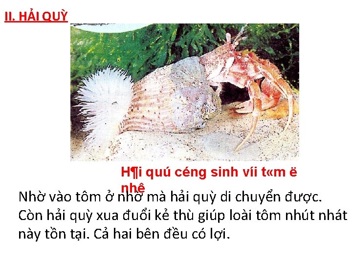 II. HẢI QUỲ H¶i quú céng sinh víi t «m ë nhê Nhờ vào