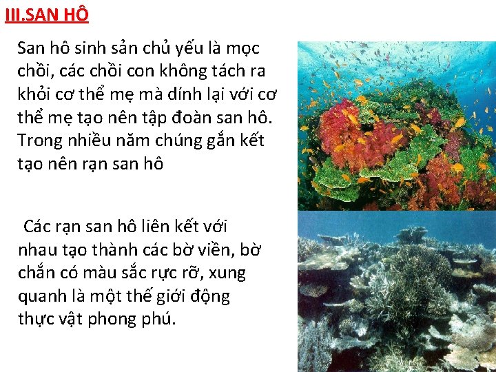 III. SAN HÔ San hô sinh sản chủ yếu là mọc chồi, các chồi