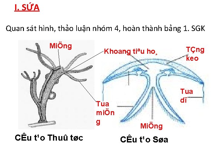 I. SỨA Quan sát hình, thảo luận nhóm 4, hoàn thành bảng 1. SGK