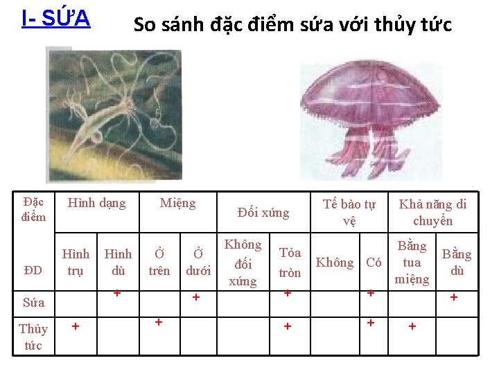 I- SỨA Đặc điểm ĐD Hình dạng Hình trụ Hình dù Miệng Ở trên