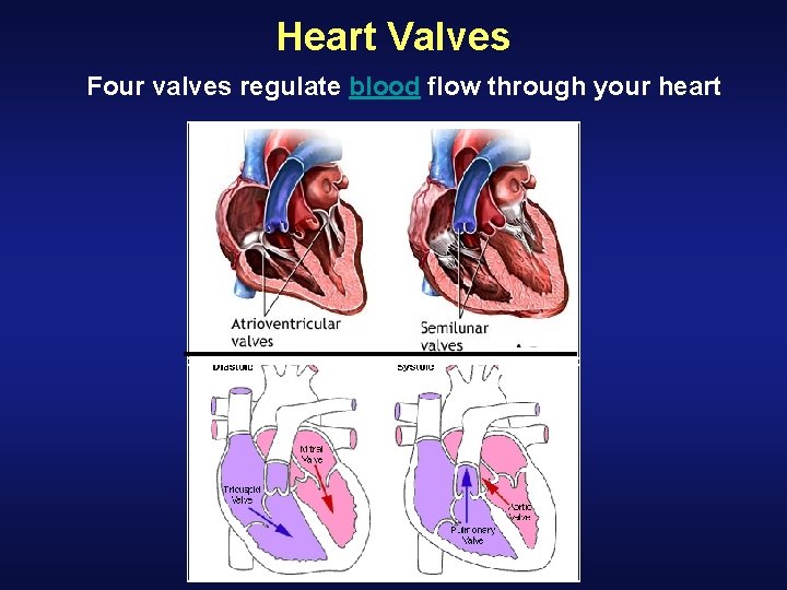 Heart Valves Four valves regulate blood flow through your heart Heart Valves Four valves regulate blood flow through your heart