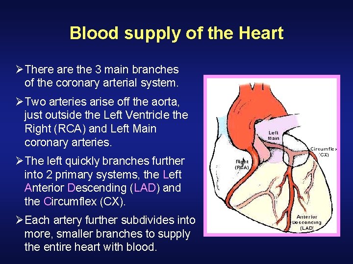 Blood supply of the Heart ØThere are the 3 main branches of the coronary Blood supply of the Heart ØThere are the 3 main branches of the coronary