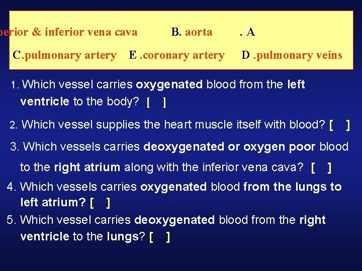 perior & inferior vena cava C. pulmonary artery B. aorta . A E. coronary perior & inferior vena cava C. pulmonary artery B. aorta . A E. coronary