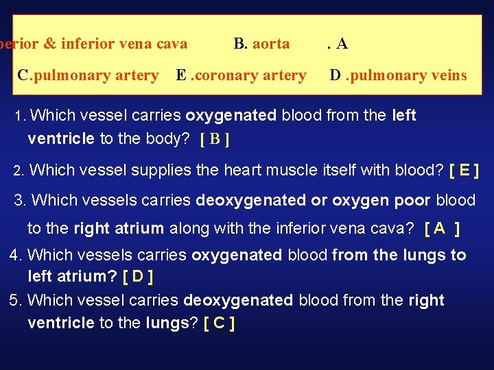 perior & inferior vena cava C. pulmonary artery B. aorta . A E. coronary perior & inferior vena cava C. pulmonary artery B. aorta . A E. coronary